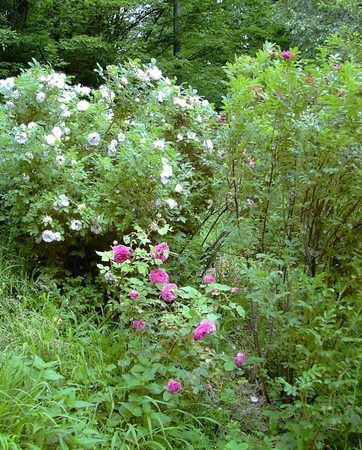 'Waldgarten'  photo