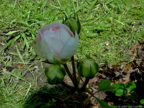 'Bella Weiss ®' rose photo