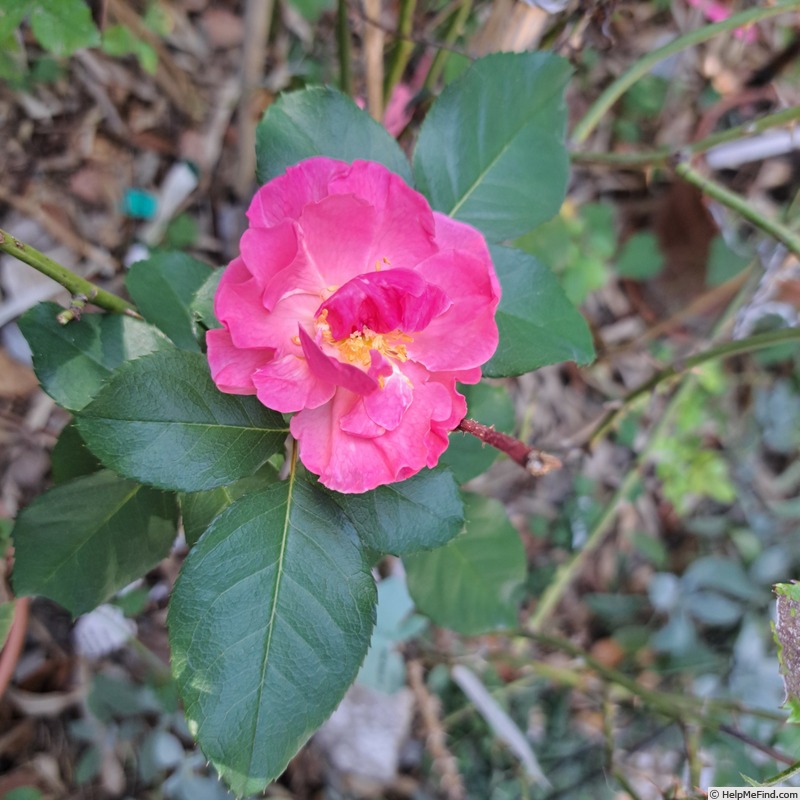 'Renée van Wegberg ™' rose, click to enlarge 'Renée van Wegberg ™' rose photo