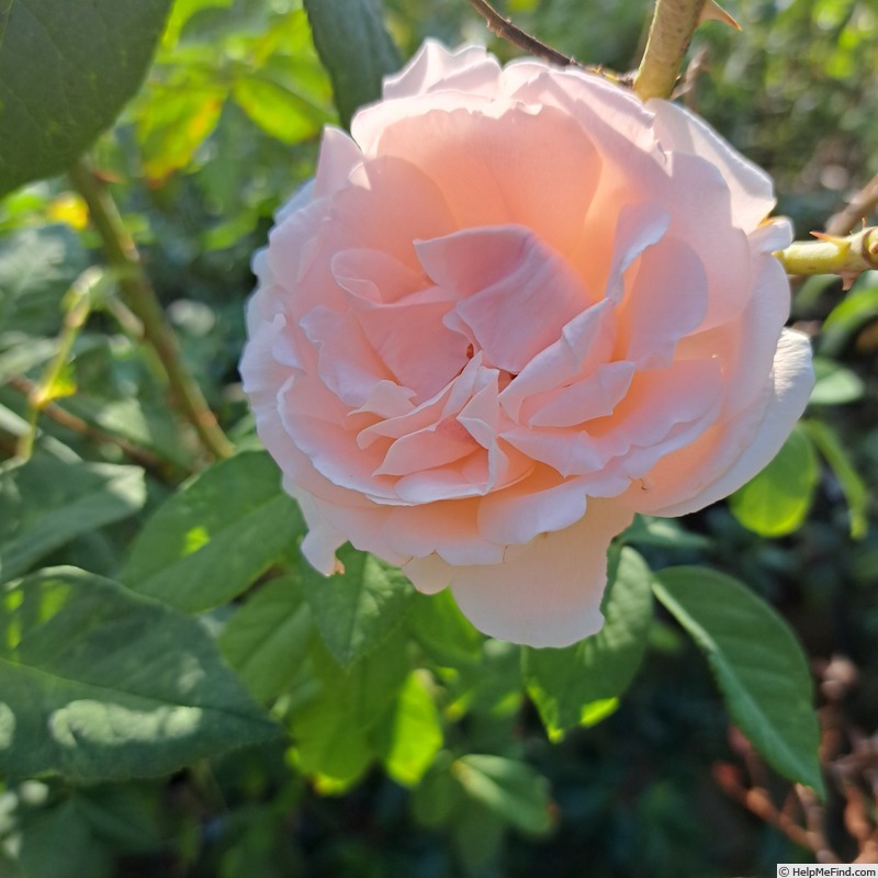'Donatella (hybrid tea, Meilland Richardier 2009)' rose photo