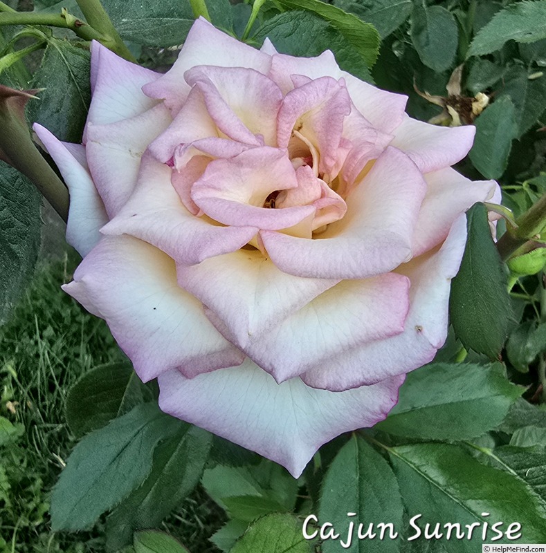 'Cajun Sunrise' rose photo