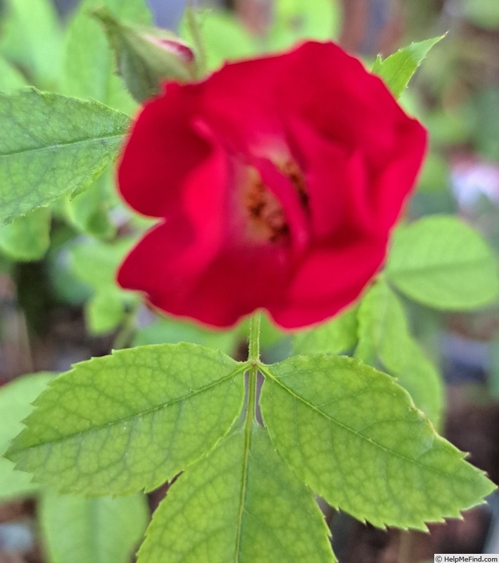 'La Belle Rouge ®' rose photo