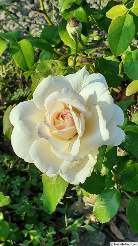 'Chandos Beauty' rose photo