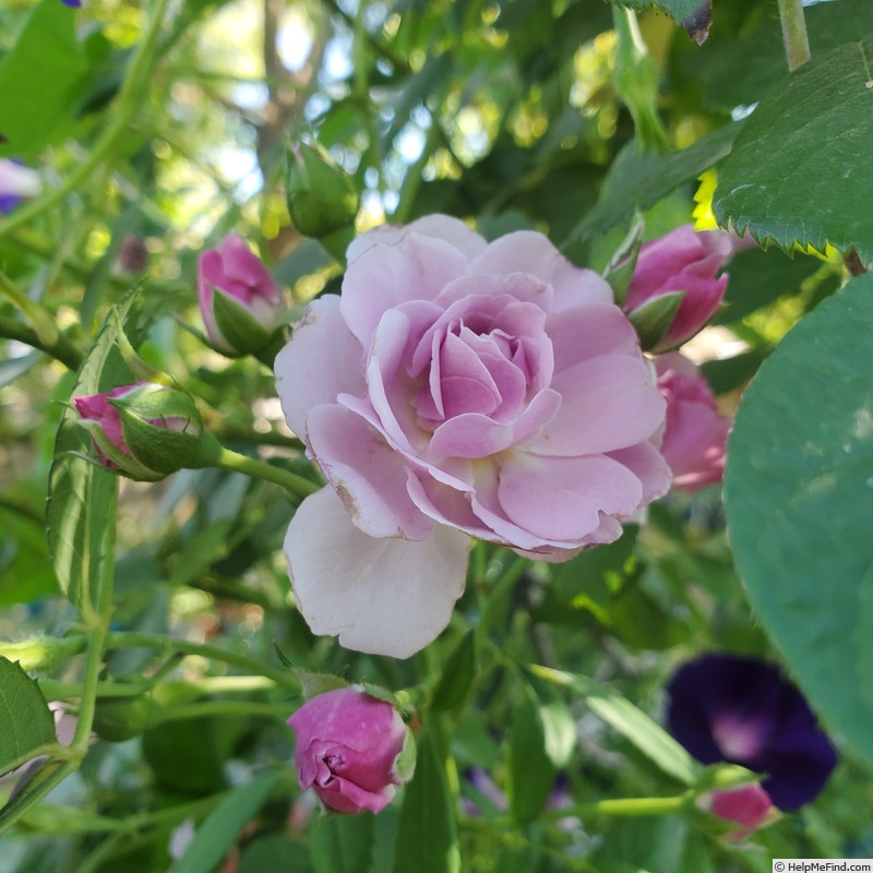 'Rise Up Lilac Days™' rose photo