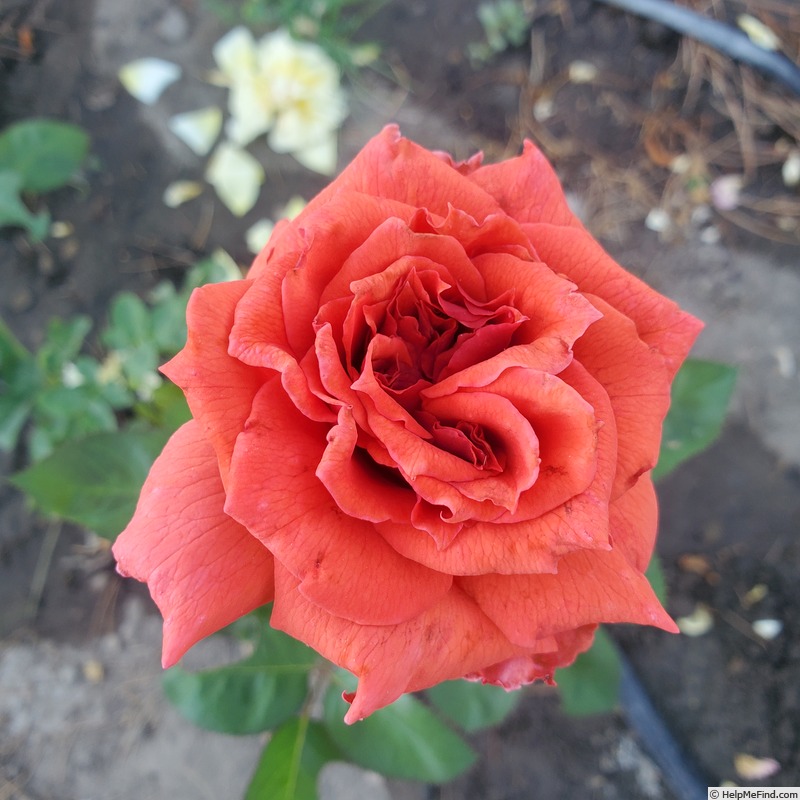 'Arkansas (hybrid tea, Weeks, 1980)' rose photo