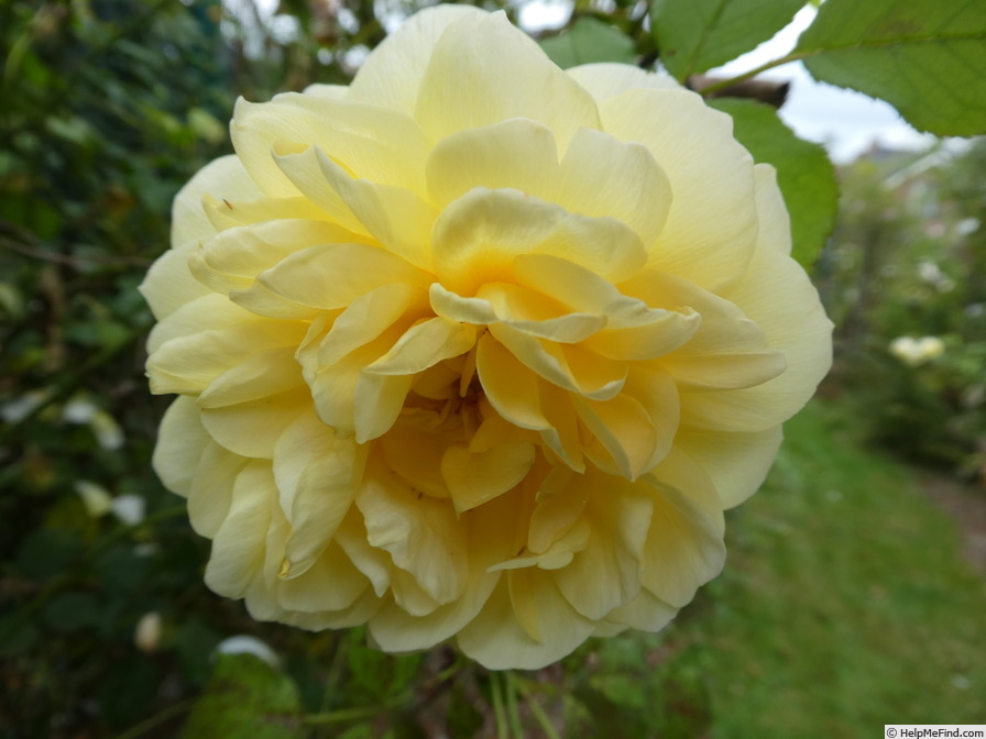 'The Poet's Wife ™' rose photo