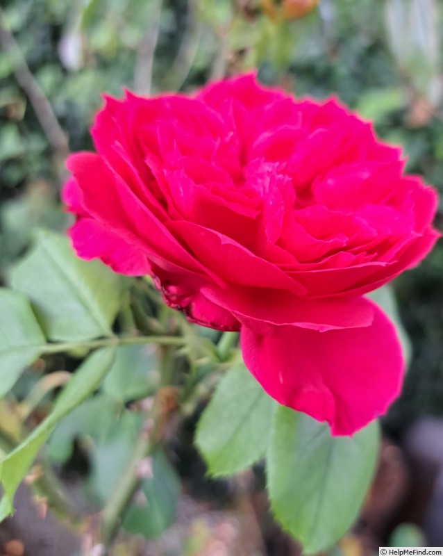 'Ruban Rouge ® (shrub, Meilland 2012)' rose photo