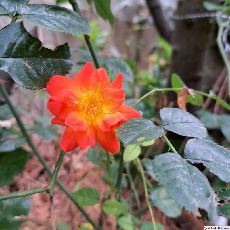 'Salto ®' rose photo