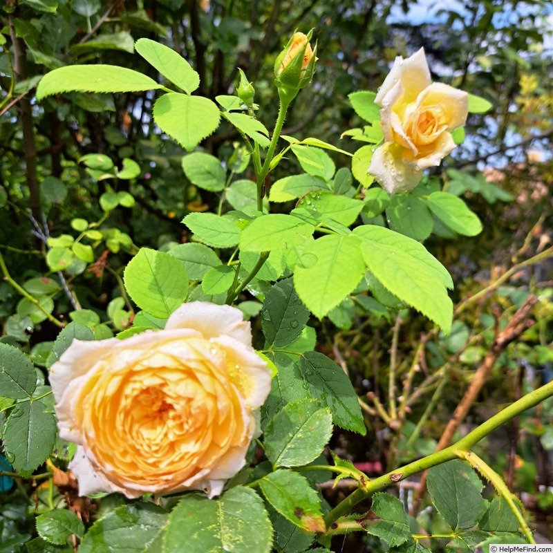 'Bathsheba' rose photo