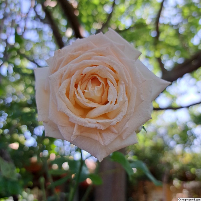 'Ragazza ®' rose photo