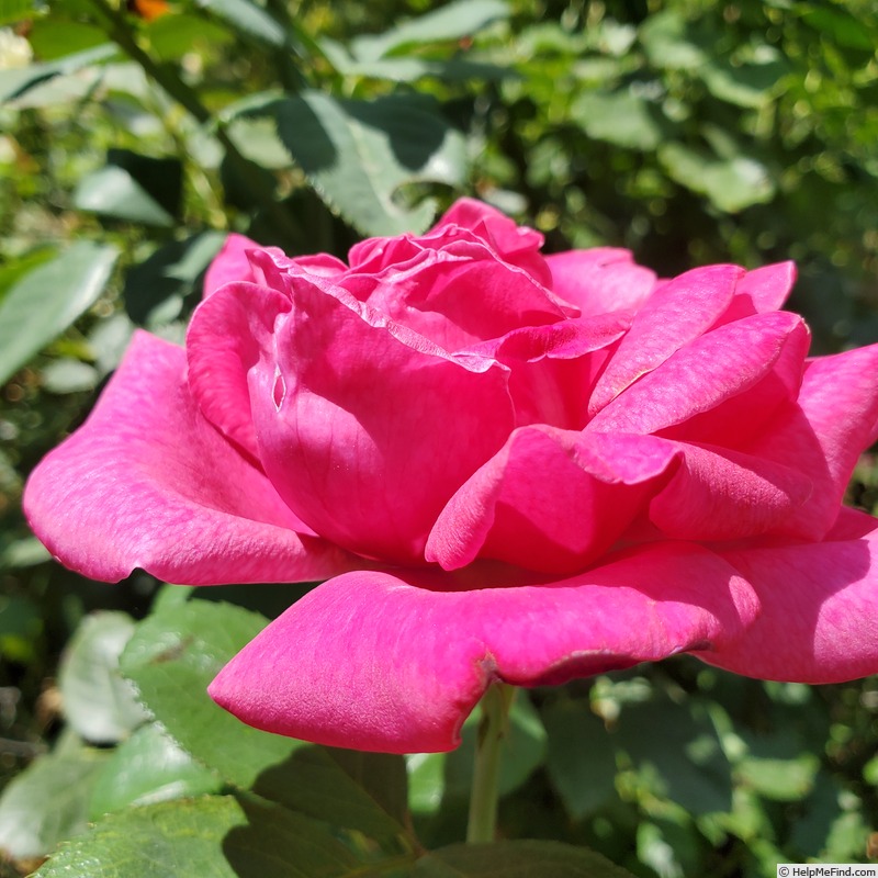 'Della Reese ™' rose, click to enlarge 'Della Reese ™' rose photo