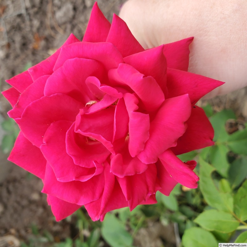 'Bob Hope' rose photo