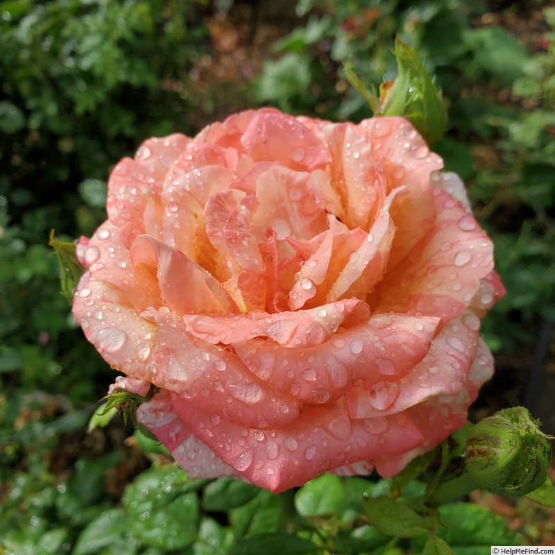 'Peach Swirl ™' rose photo