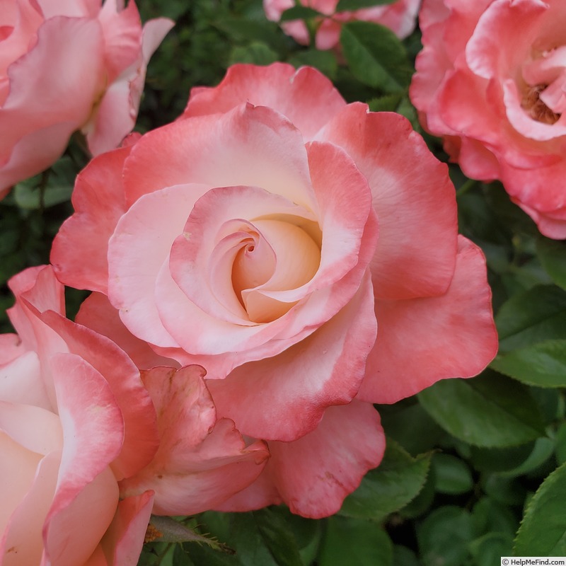 'Crescendo (hybrid tea, Zary 2011)' rose photo