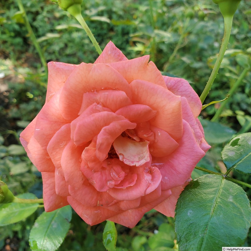 'Summer Sun (shrub, Kordes, 2006/10)' rose photo