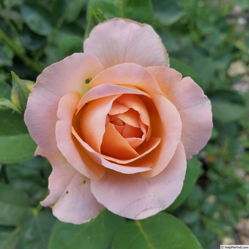 'Elle ® (hybrid tea, Mouchotte/Meilland 1999)' rose photo