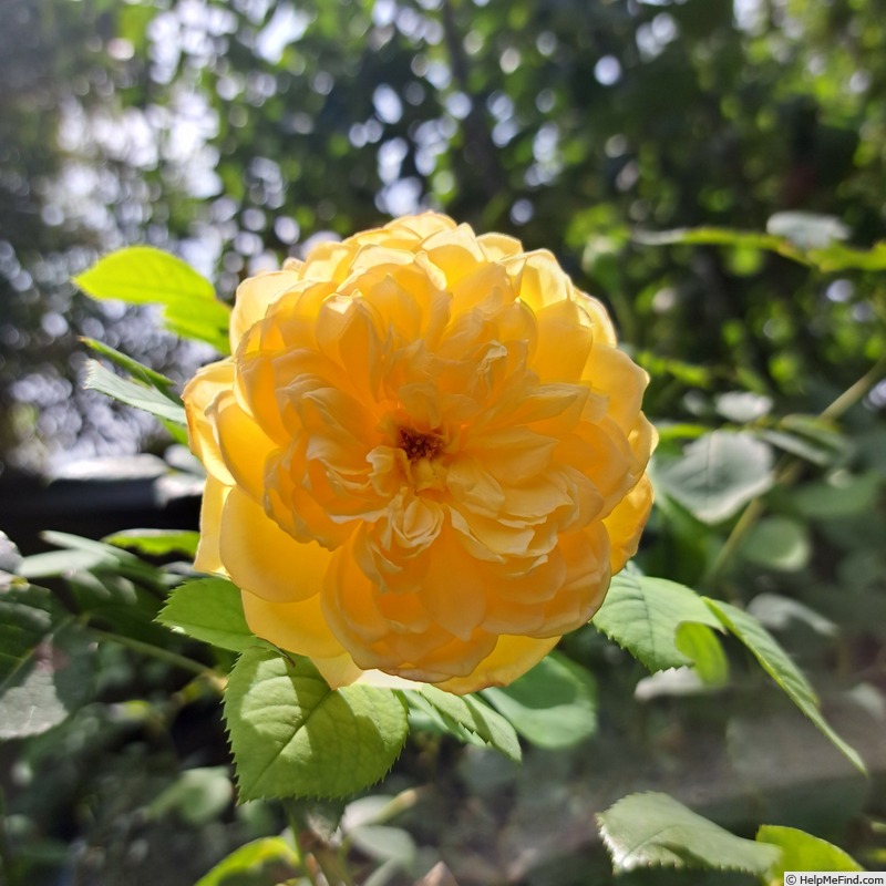 'Bathsheba' rose photo