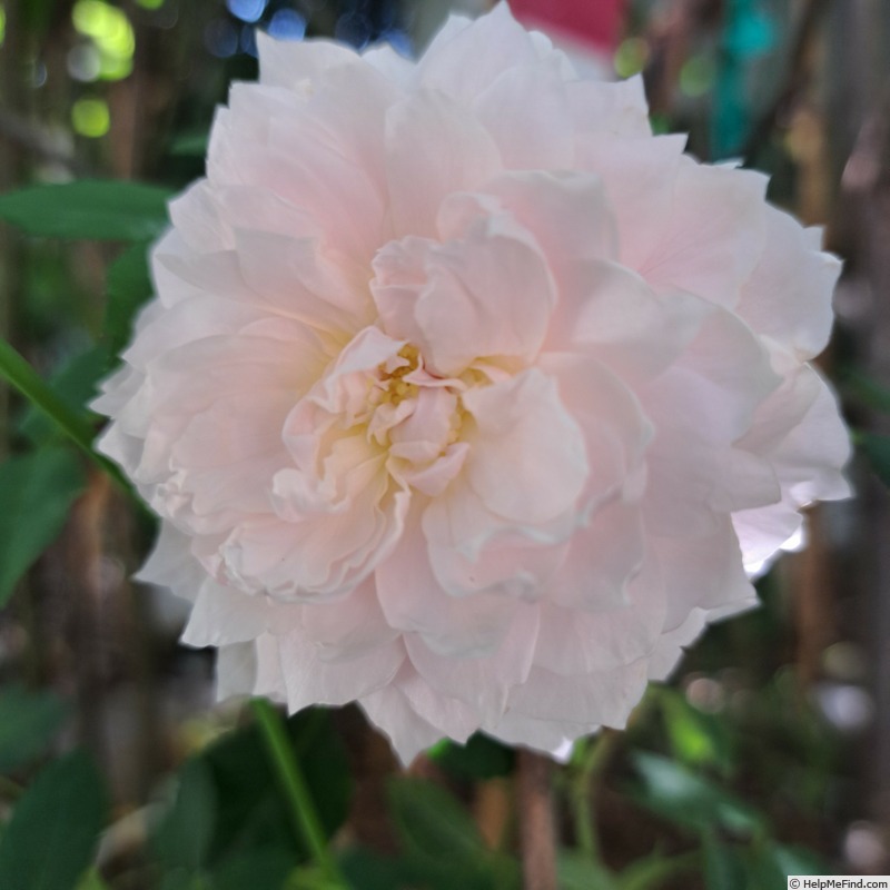 'Wisley 2008' rose photo