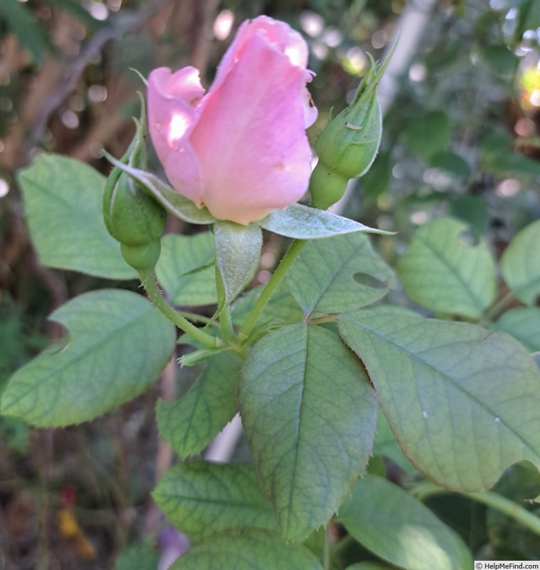 'Pear™' rose photo