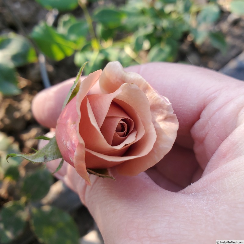 'Koko Loco (floribunda, Bedard, 2010)' rose photo