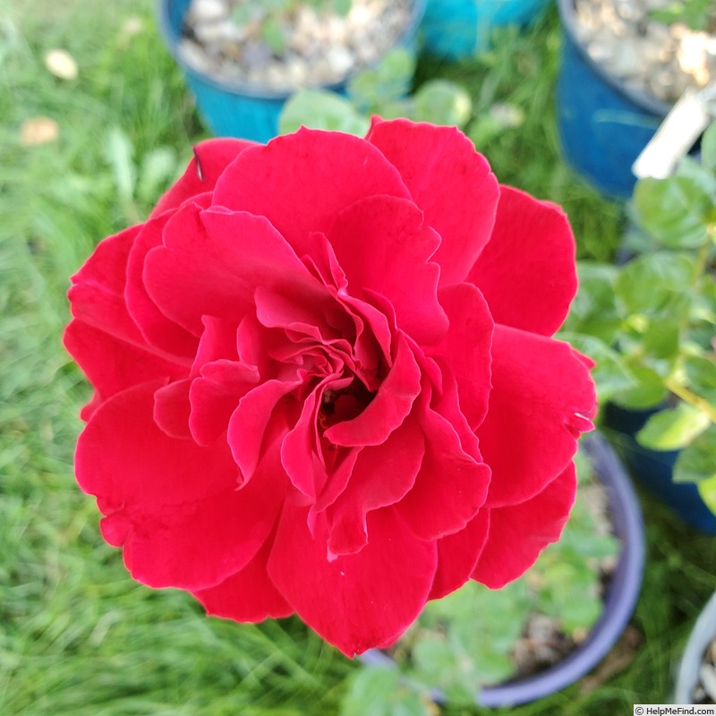 'True Spirit' rose photo