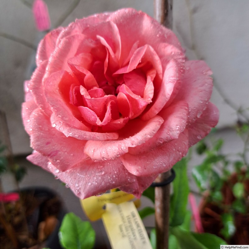 'Sir Lancelot (floribunda, Harkness, 2000)' rose photo
