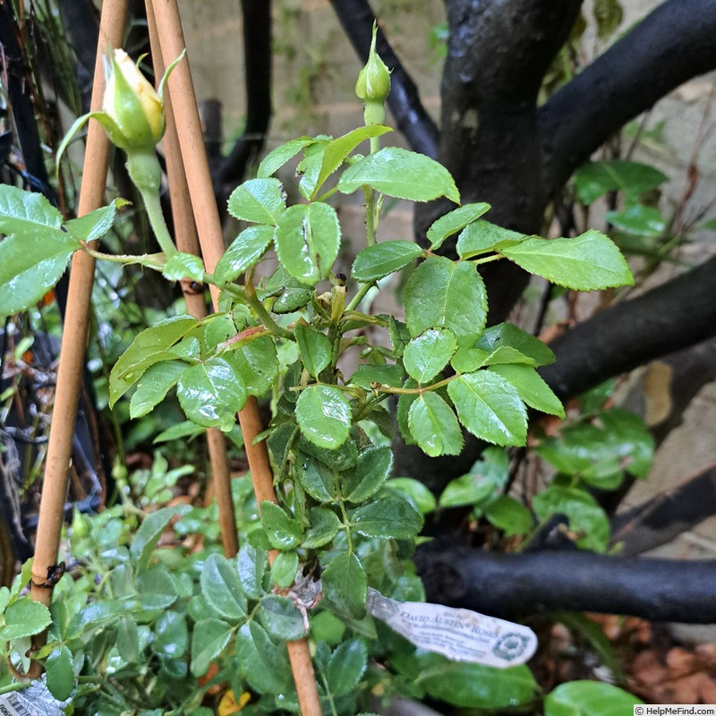 'Imogen (shrub, Austin 2016)' rose photo