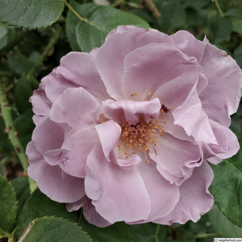 'Blushing Lavender' rose photo