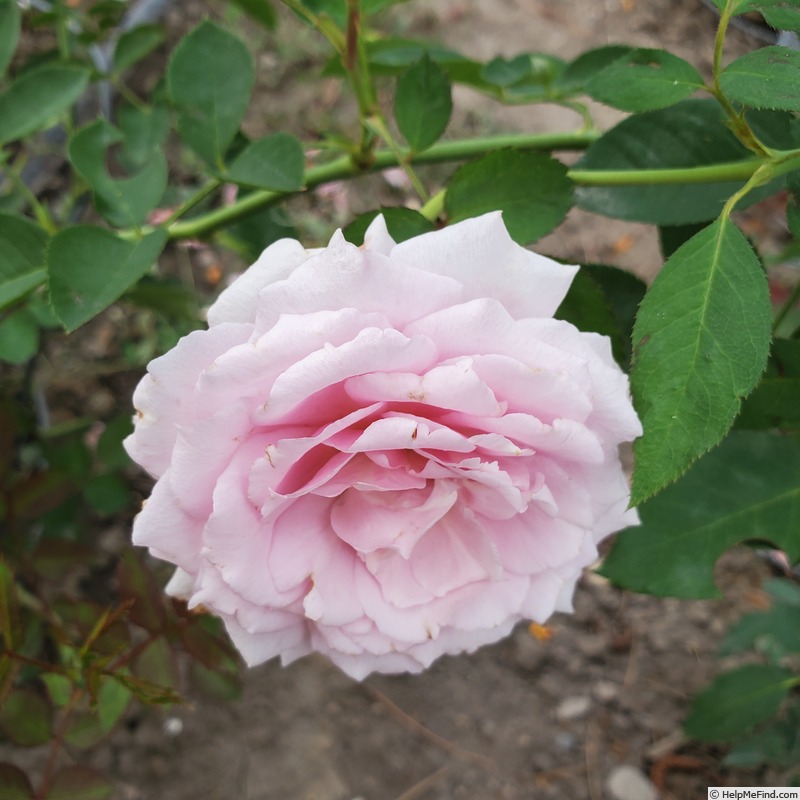 'Lady X' rose photo