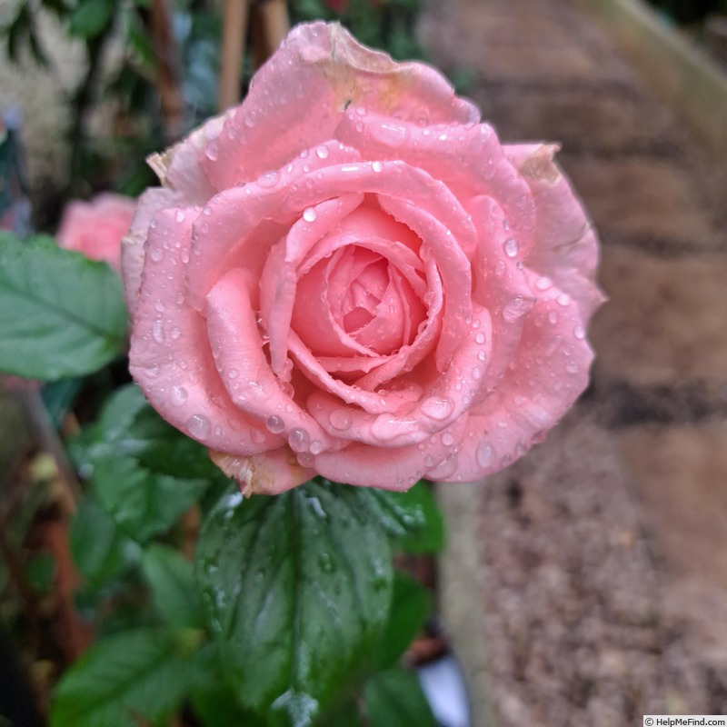 'Fragonard ®' rose photo