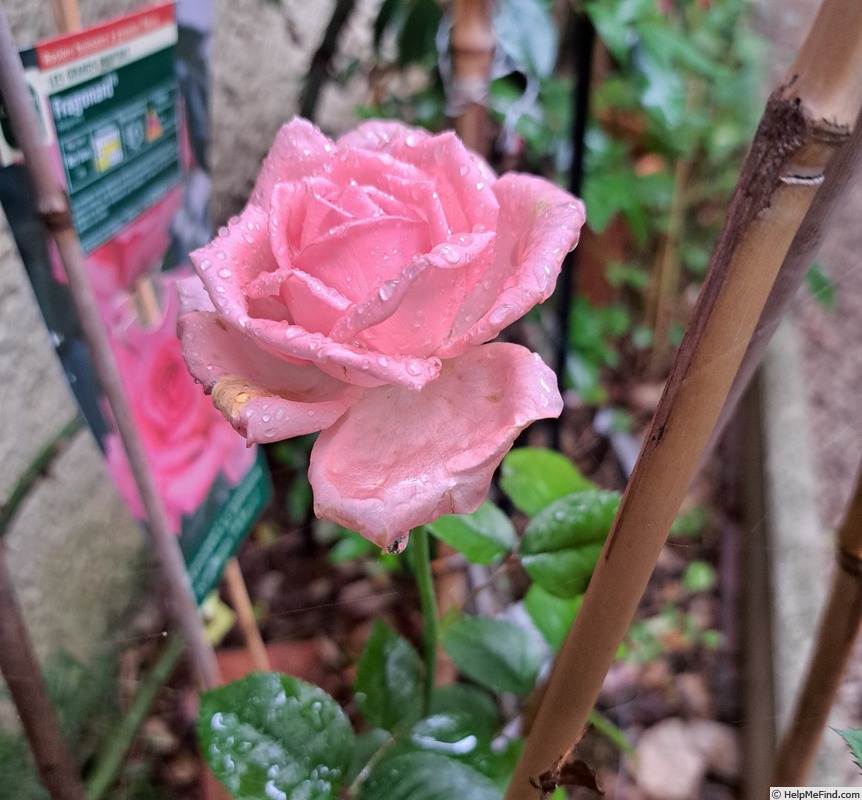 'Fragonard ®' rose photo