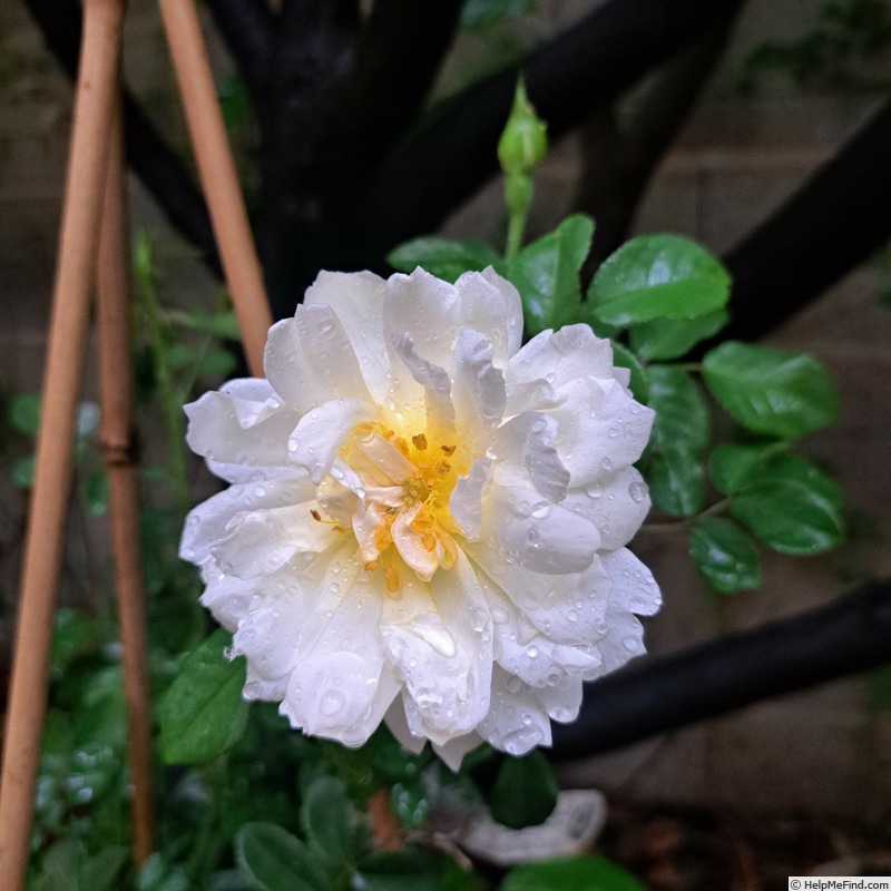 'Imogen (shrub, Austin 2016)' rose photo