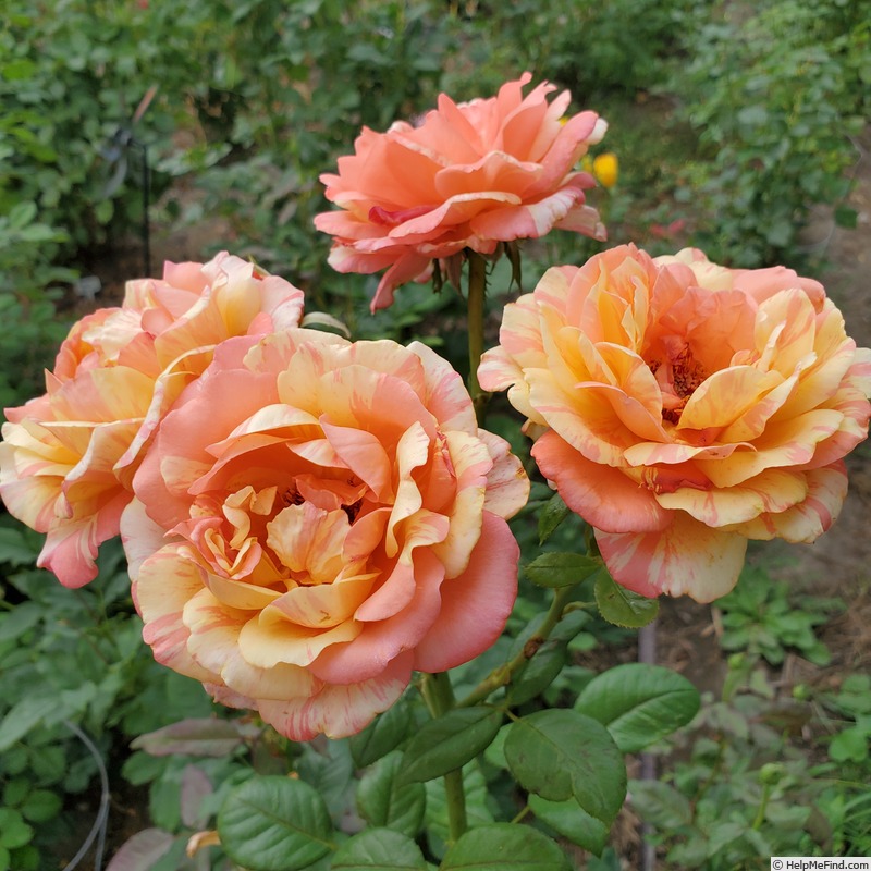 'Peach Swirl ™' rose photo