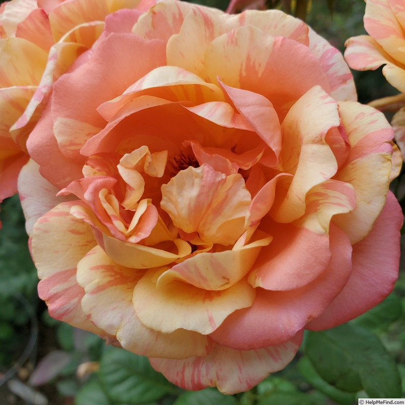 'Peach Swirl ™' rose photo