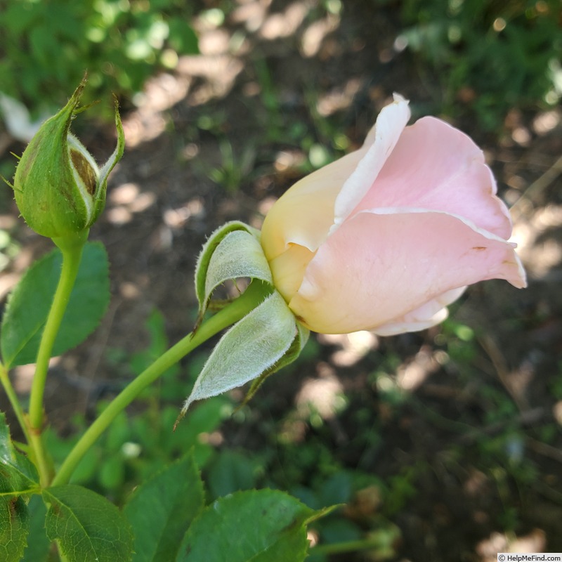 'Sweet Rose of Mine' rose photo