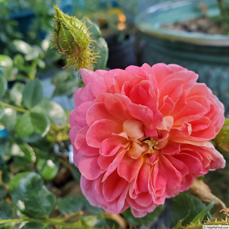 'Treasure Trail' rose photo