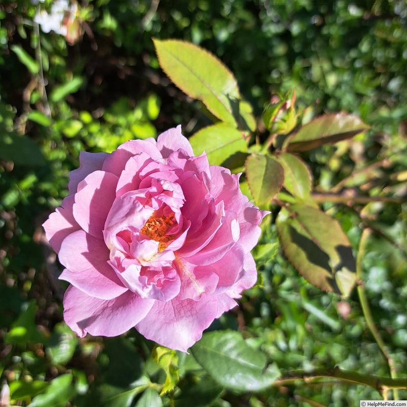 'Novalis ®' rose photo