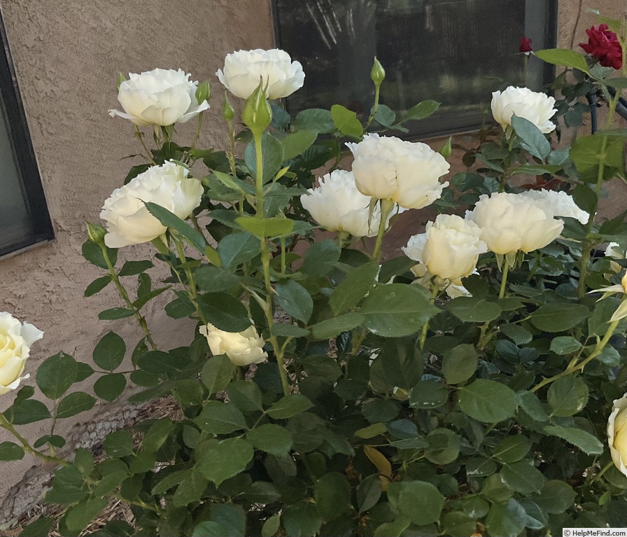 'White Licorice™ (Floribunda, Bedard, 2009)' rose photo