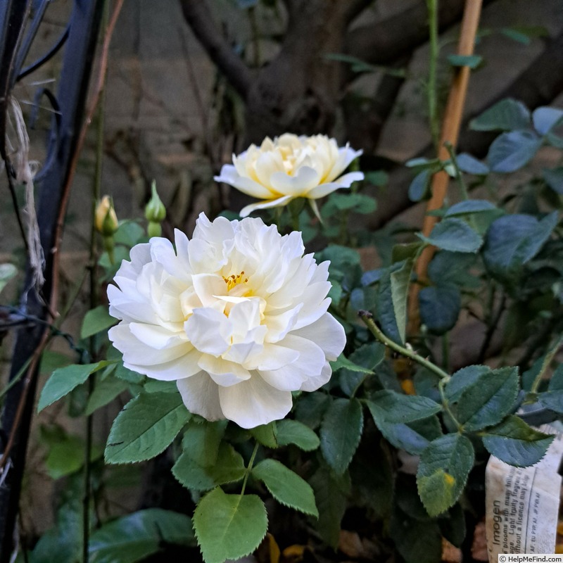 'Imogen (shrub, Austin 2016)' rose photo