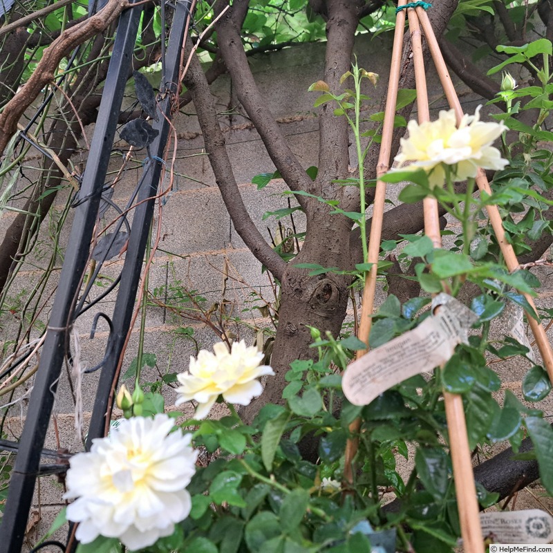 'Imogen (shrub, Austin 2016)' rose, click to enlarge 'Imogen (shrub, Austin 2016)' rose photo