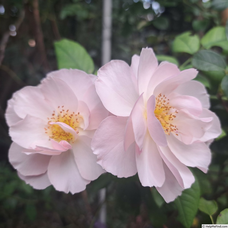 'Pear™' rose photo