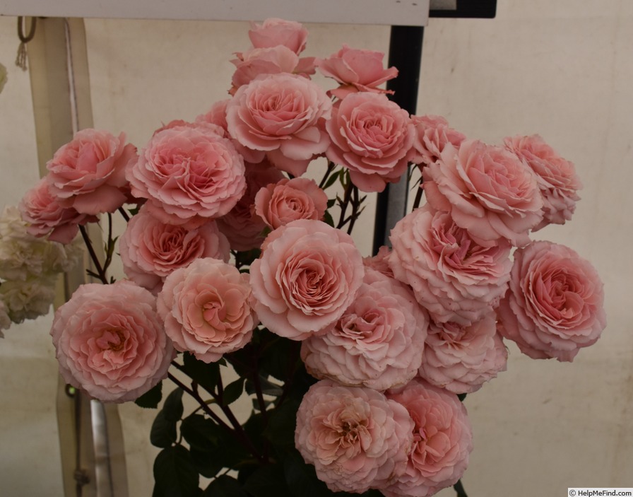 'Sexy Rexy ® (Floribunda, McGredy, 1978)' rose photo