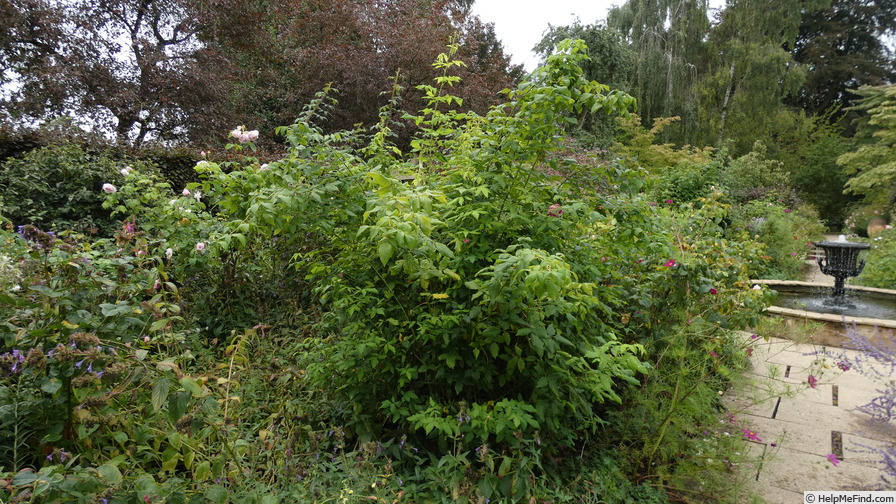 'Commandant Beaurepaire' rose, click to enlarge 'Commandant Beaurepaire' rose photo
