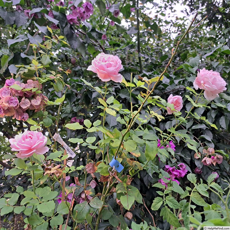 'Sophie Rochas ®' rose, click to enlarge 'Sophie Rochas ®' rose photo