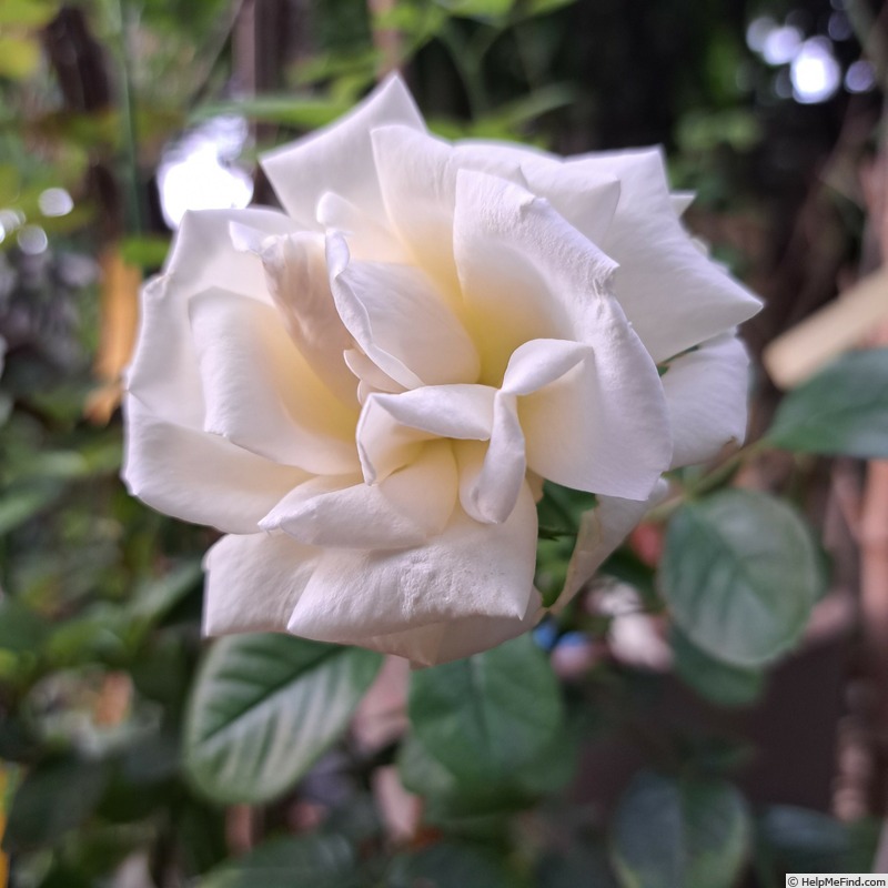 'Anggun ®' rose photo