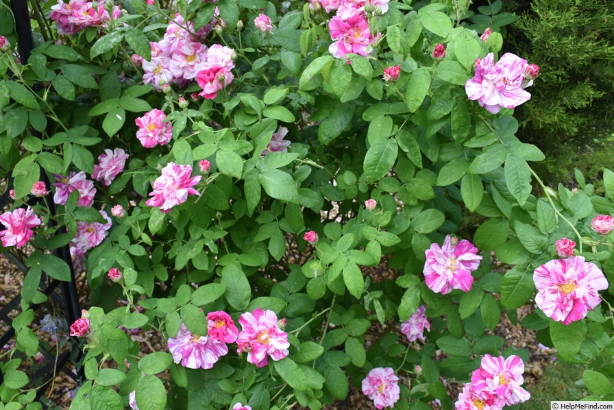 'Rosa Mundi (gallica, before 1658)' rose, click to enlarge 'Rosa Mundi (gallica, before 1658)' rose photo