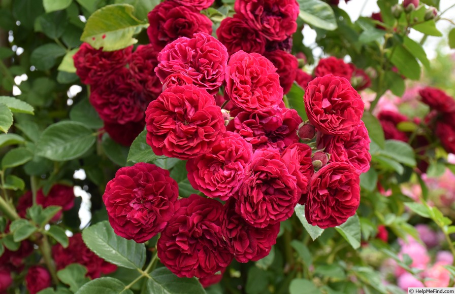 'Chevy Chase (Rambler, Hansen, 1939)' rose photo