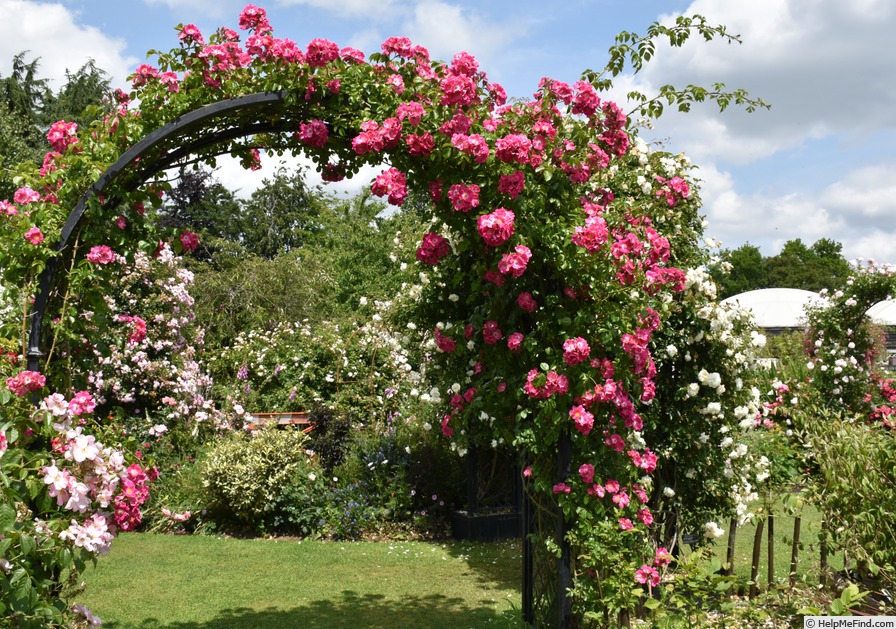 'American Pillar' rose photo