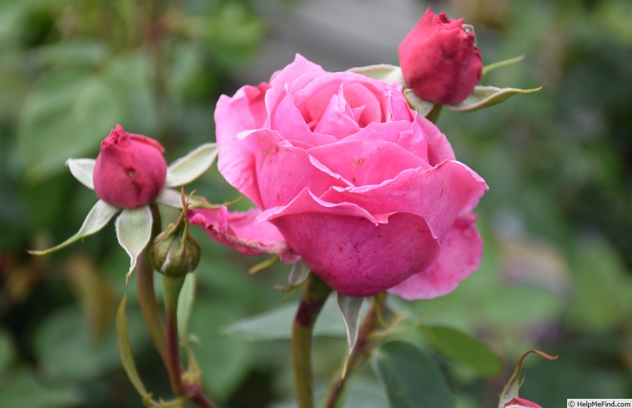 'Horatio Nelson' rose, click to enlarge 'Horatio Nelson' rose photo