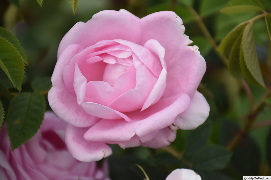 'Königin von Dänemark (Alba, Booth, 1816)' rose photo
